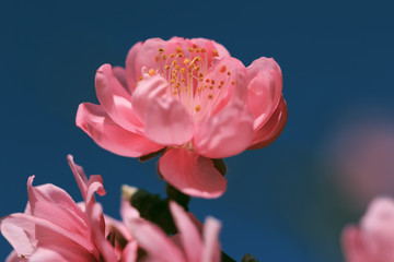 Flower of Sakura. Close-up shot. Selective focus.