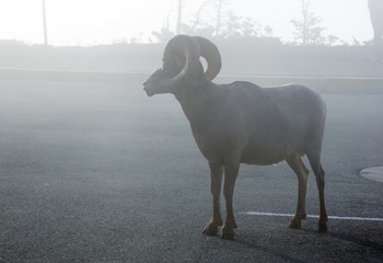 Bighorn sheep (Ovis canadensis) standing in the fog in the parki
