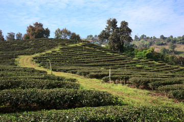 Fototapeta na wymiar Tea plantation in Mae Salong, northen Thailand.