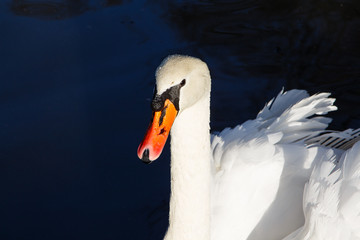 White swan closeup