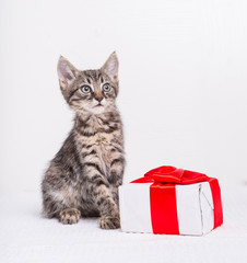 Cute kitten with present box 