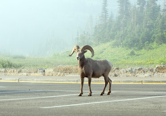 Bighorn sheep (Ovis canadensis) standing on the parking place in