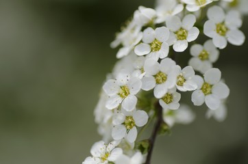 Flower.
