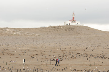 Fototapeta premium Penguins - Magdalena Island - Chile