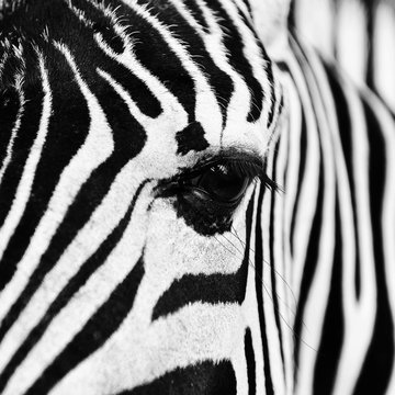 Fototapeta zebra in field