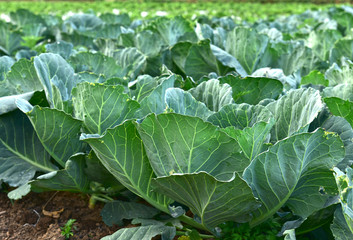 Fresh green cabbage