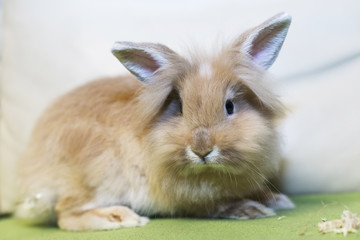 Golden rabbit sitting on the couch, domesticated pet, looking ahead. Suitable for children