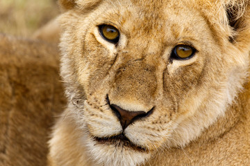 Löwenportrait