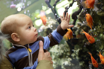 Baby boy watching the gold fishes