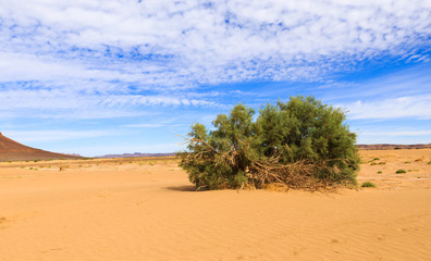 green shrub in the Sahara desert