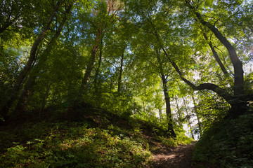 Sun shines through trees in a forest
