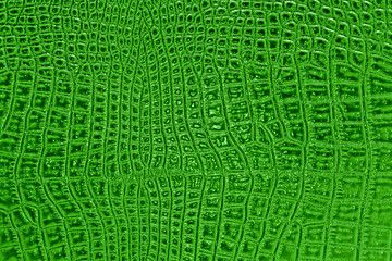 Abstract crocodile leather, can use as background
