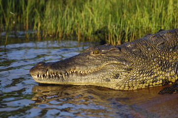 Crocodile - Chobe National Park - Botswana