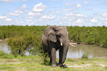 Fototapeta na wymiar Elephant - Chobe National Park - Botswana