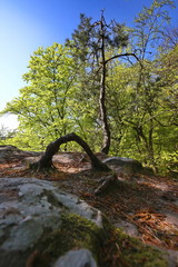 Altschlossfelsen