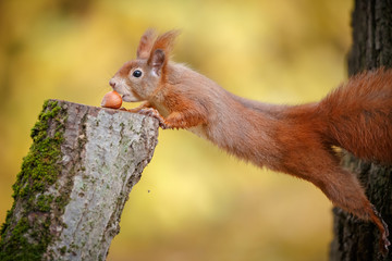 Naklejka na ściany i meble Stretching red squirrel
