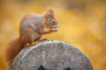 Classic red squirrel