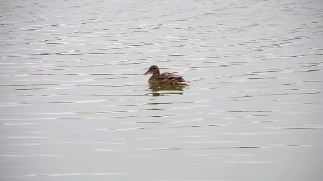 Wild duck floating and shouts in a pond