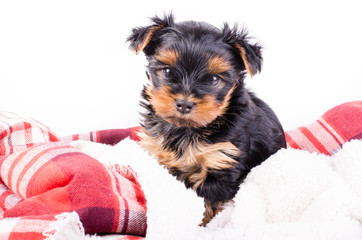 Portrait of  yorkshire terrier puppy, 2 months old, isolated on white.