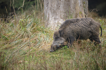 Male wild boar foraging in long grass below a tree