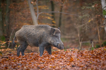 Male wild boar standing in fallen beech leaves in autumn forest