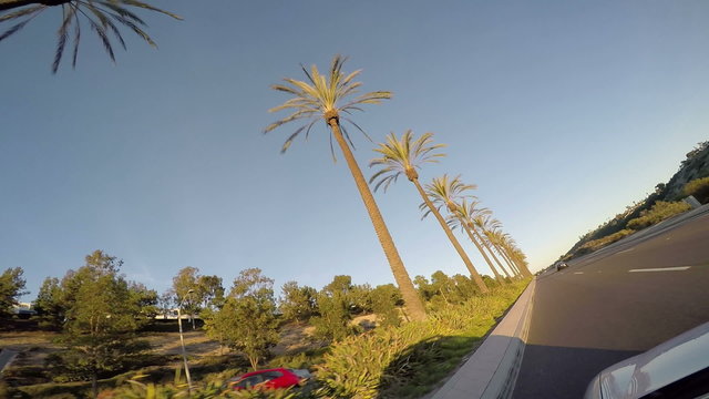 This is a video taken from a car driving past a line of palm trees at sunset in southern California San Diego