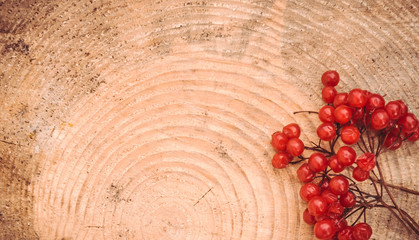 Осенний лес © Maryna Konoplytska