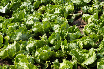 Eisbergsalat-Produktion