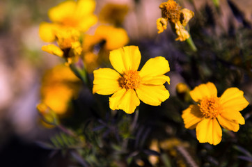  Mexican marigolds in the early morning sunshine, yellow flowers  in the garden with nature vivid color