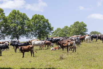 Fototapeta na wymiar Cattle bulls cows animals on rural farm landscape