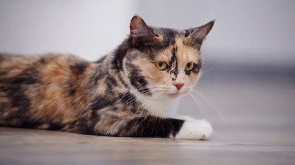 Obraz premium Portrait of a domestic cat of a multi-colored color