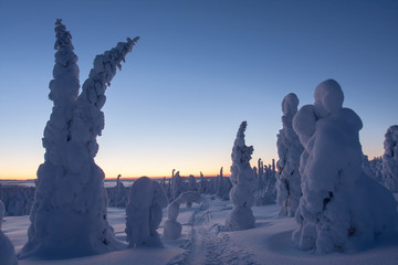 Calm and cold winter morning in Finnish taiga forest at Riisitunturi National Park in Finnish Lapland, Northern Finland, Europe