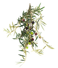 Olives on branch with leaves isolated white background.