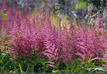 Розовая астильба.
