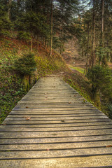 Small walkway bridge in the woods