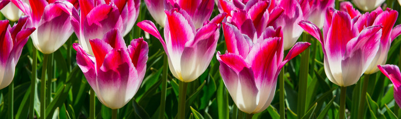 Fototapeta premium Tulip garden