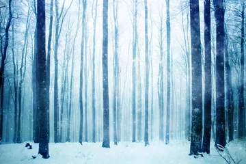 Poster Schöner stark verschneiter Tag in der nebligen Buchenwaldlandschaft. Nebelige Buchenwaldszene der Wintersaison. © robsonphoto