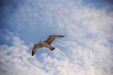 seagull in clouds