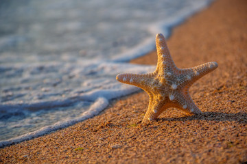 starfish in sunrise
