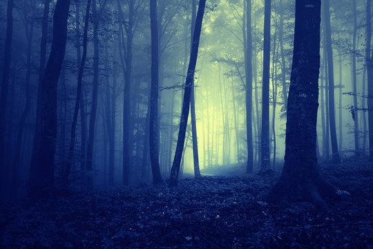Fototapeta Creepy dark blue saturated foggy forest trees landscape. Color filter effect used.