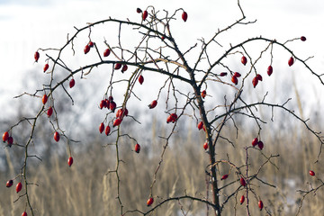 Hagebuttenstrauch im Winter