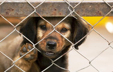 Cute mixed dog puppy giving paw behind the fence