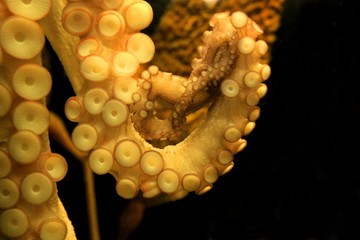 Oktopus hat sich an einer Scheibe fest gesaugt