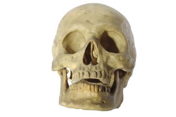 Skull head/Skull head on white background.