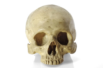 Skull head/Skull head on white background.
