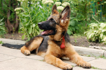 Close-up portrait of a beautiful young german shepherd dog puppy sitting in green grass