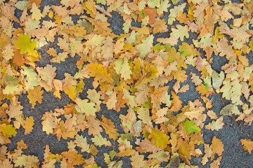 Oak autumn colorful  leaves fallen on the ground