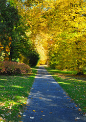 Fototapeta premium Path, road to autumn forest