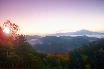 Autumn colors. Misty pine forest on the mountain slope in a nature reserve