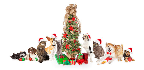 Group of Cats and Dogs Around Christmas Tree